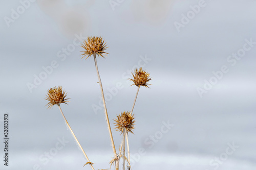 Dry flowers on the snow covered mountains of Spiti valley, Himachal Pradesh, India © Dr Ajay Kumar Singh