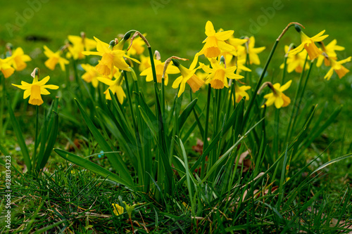 yellow daffodil - Narcissus pseudonarcissus