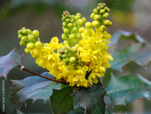 Close up of dense clusters of yellow flowers of Mahonia aquifolium or Berberis aquifolium or Oregon grape photo