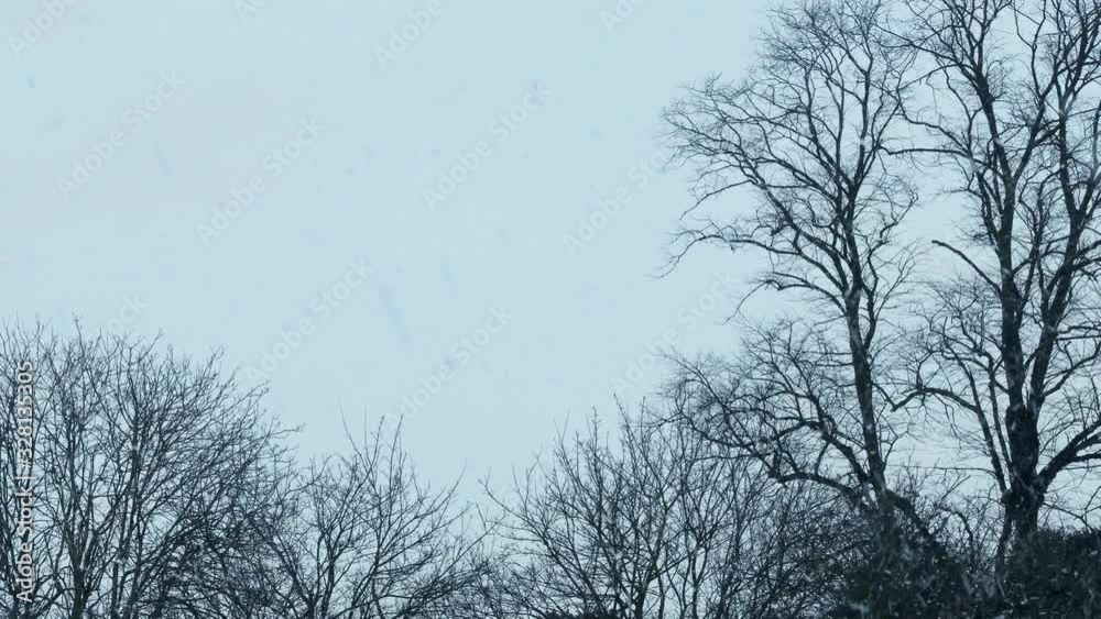 Snow Falling Cloudy Sky With Trees Bordering Snow Falling Cloudy Sky With Trees Bordering