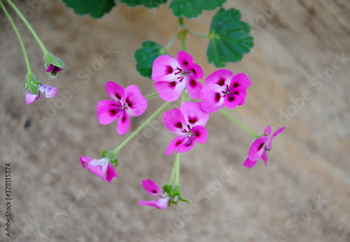 Close up of pink flowers with purple spots of Prickly-stemmed pelargonium or Prickly-Stalked Geranium (Pelargonium echinatum W. Curtis), native to South Africa photo