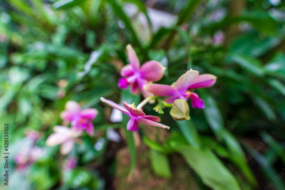Purple orchid, beautiful blooming flower