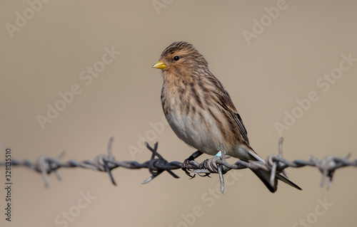 Twite Perched on Wire © Simon Stobart