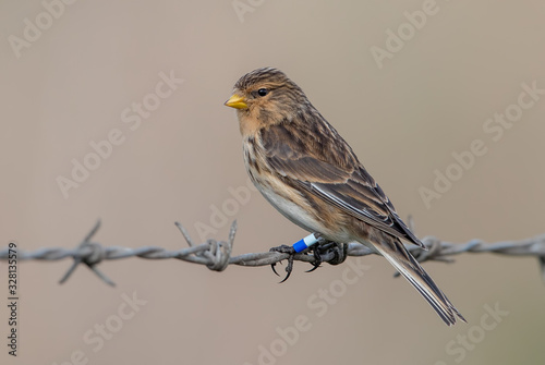 Twite Perched on Wire