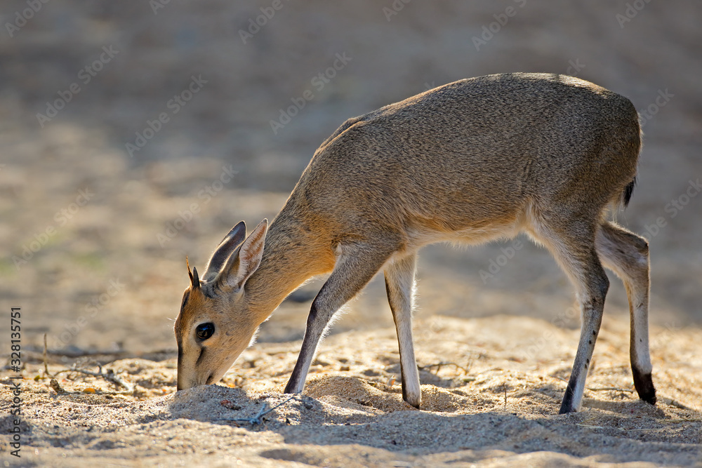 Feeding common duiker antelope (Sylvicapra grimmia), Kruger National Park, South Africa. Feeding common duiker antelope (Sylvicapra grimmia), Kruger National Park, South Africa.