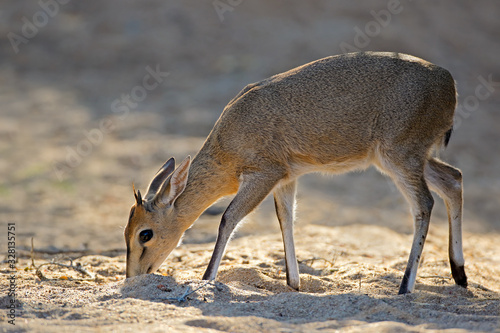 Feeding common duiker antelope (Sylvicapra grimmia), Kruger National Park, South Africa. photo