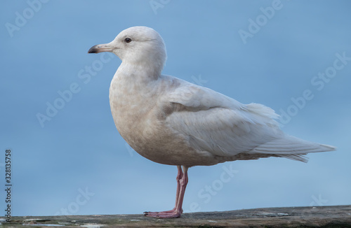 Iceland Gull Perched on Dock