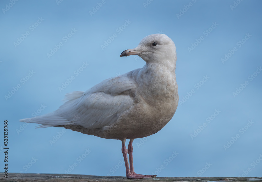 Iceland Gull Perched on Dock