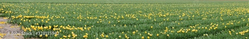 Panorama photo of a sandy ground harvested tulip field, but some plants are still blooming, this creates a green - yellow contrast in which the green color predominates