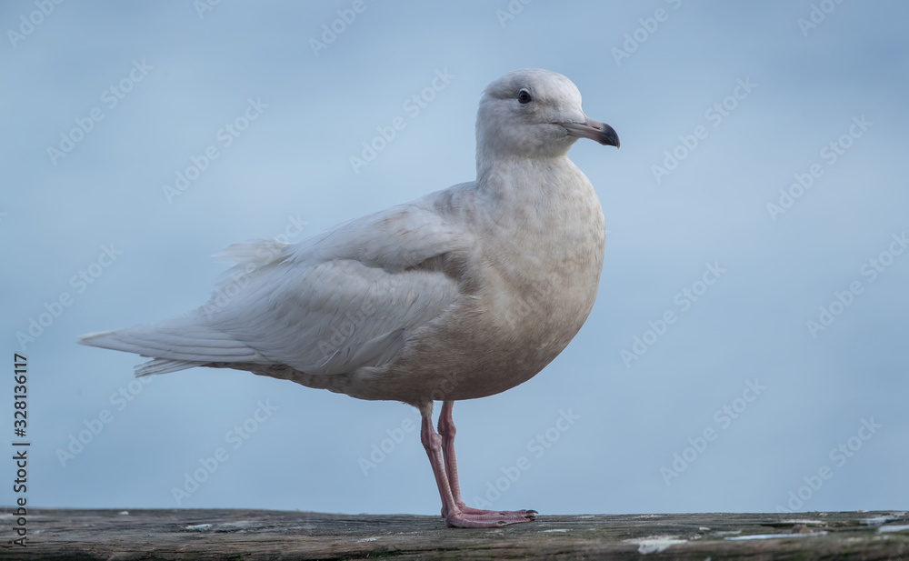 Obraz premium Iceland Gull Perched