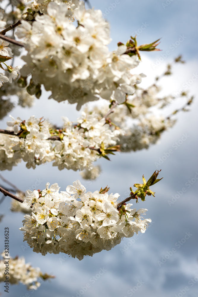 Cherry blossom at spring Cherry blossom at spring