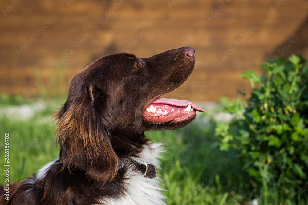 Portrait of Small Munsterlander dog