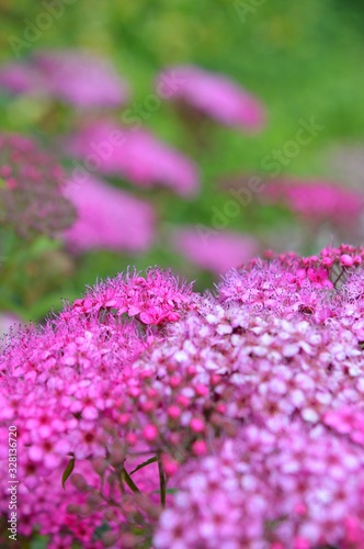 Fototapeta Naklejka Na Ścianę i Meble -  purple flowers in the garden.