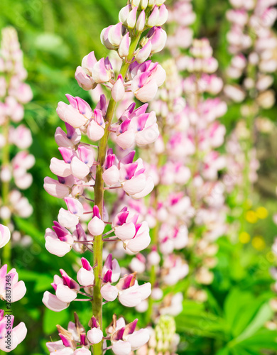 Pink Lupin flowers