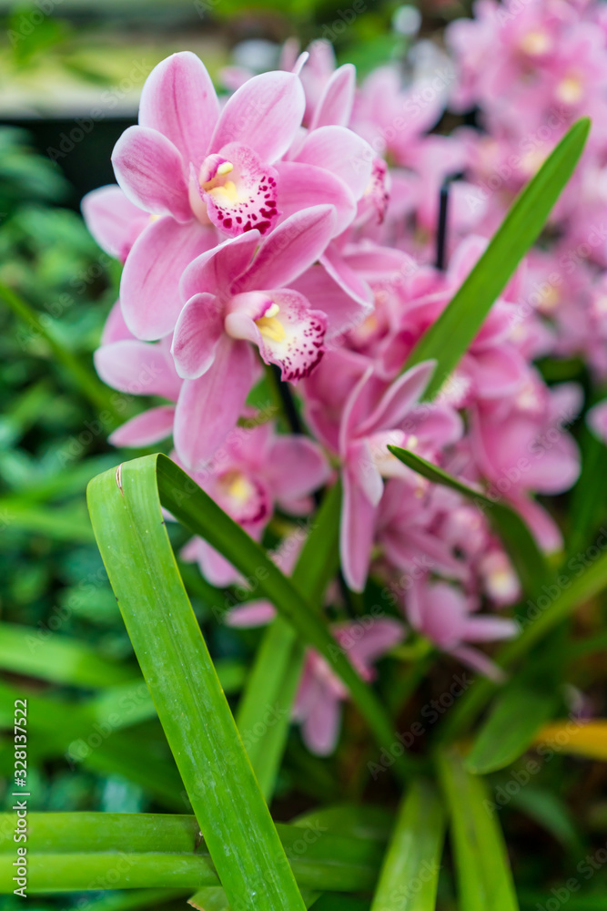 Fototapeta premium Purple orchid flower blossom