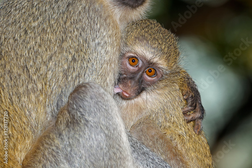 Suckling baby vervet monkey (Cercopithecus aethiops) with its mother, Kruger National Park, South Africa. © EcoView