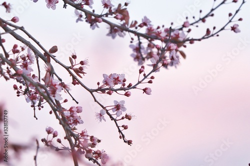 Cerisiers en fleurs photo