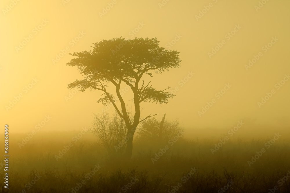 Scenic landscape with a tree in mist at sunrise, Kalahari desert, South Africa.