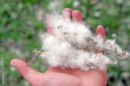 White fluff lies on the edge of the road on the green grass. concept poplar allergy - spring time - pollens of poplars