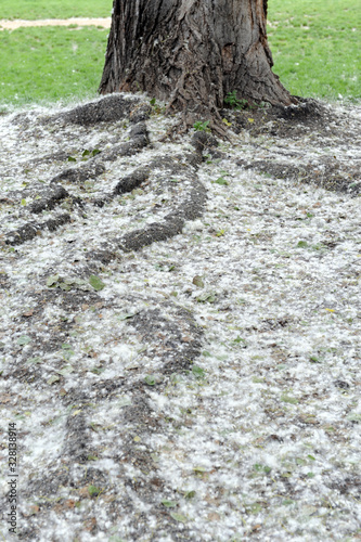 White fluff lies on the edge of the road on the green grass. concept poplar allergy - spring time - pollens of poplars