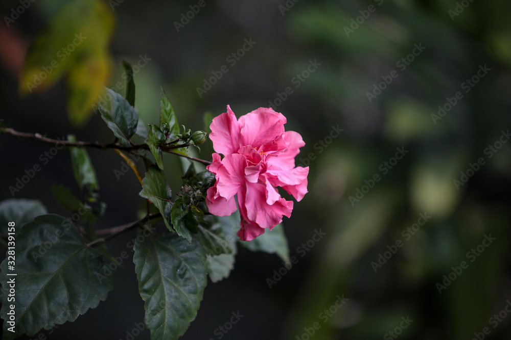 red flower in the garden red flower in the garden