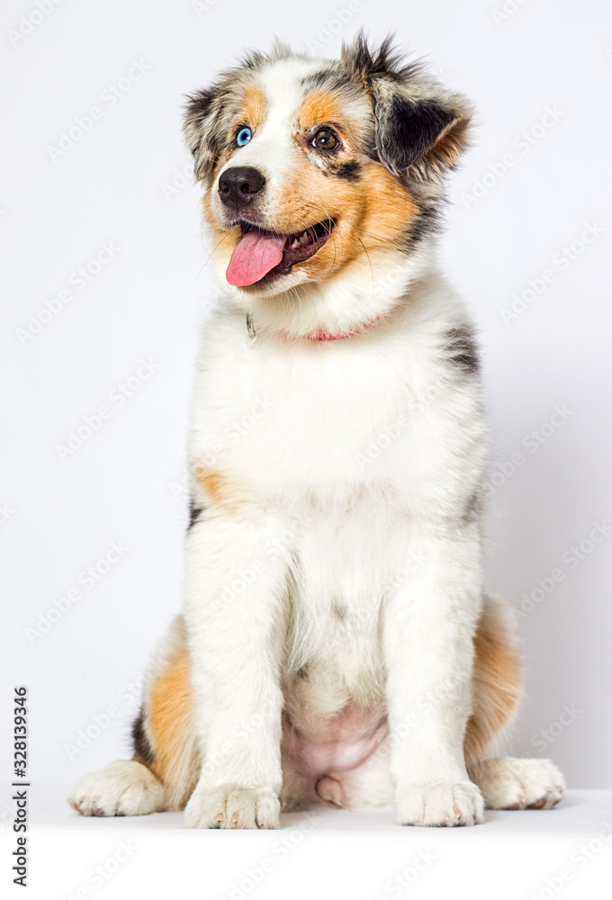 australian shepherd puppy sitting and looking