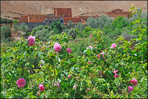 Africa - Morocco - Kelaat 'mgouna  - Rose Valley - Gorge du Dades , famous place for Rose festival photo