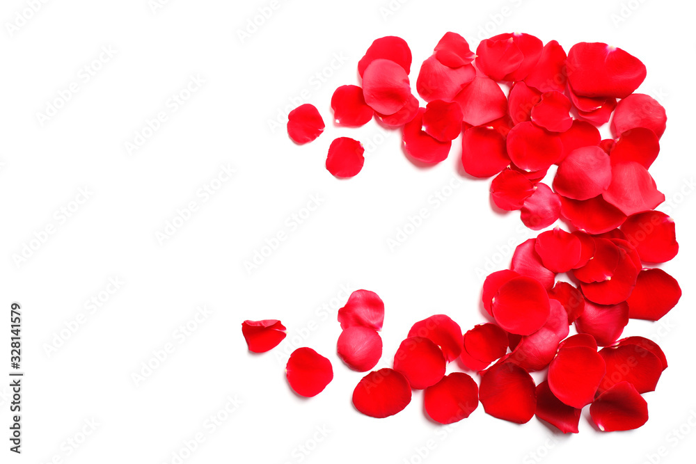 Fresh red rose petals on white background, top view Fresh red rose petals on white background, top view