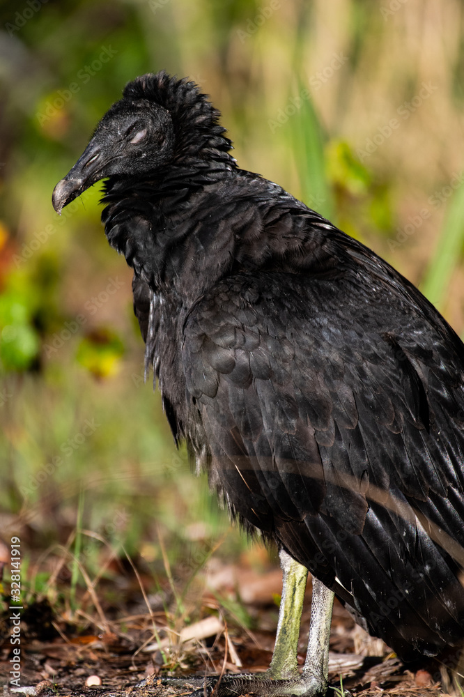 Fototapeta premium Black Vulture resting at sunrise