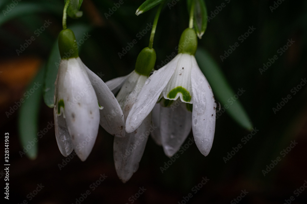 Scheeglöchen makro Galanthus nivalis Scheeglöchen makro Galanthus nivalis