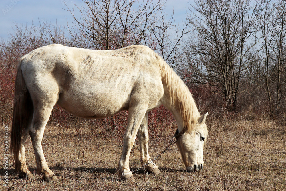 White dirty horse grazing on a pasture in the forest and eating dry grass. Rural landscape in early spring White dirty horse grazing on a pasture in the forest and eating dry grass. Rural landscape in early spring