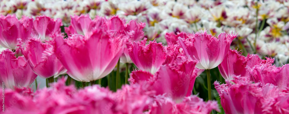 Pink tulips in spring garden. Easter flowers background. Pink tulips in spring garden. Easter flowers background.