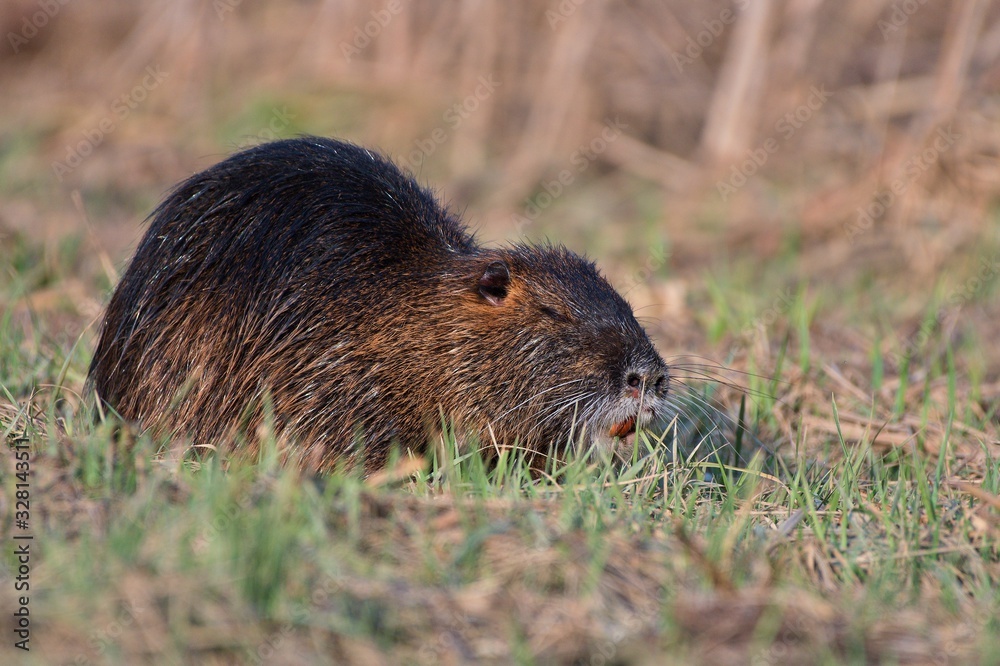 Coypu (Myocastor coypus) in natural environment, Danube wetland, Slovakia, Europe Coypu (Myocastor coypus) in natural environment, Danube wetland, Slovakia, Europe