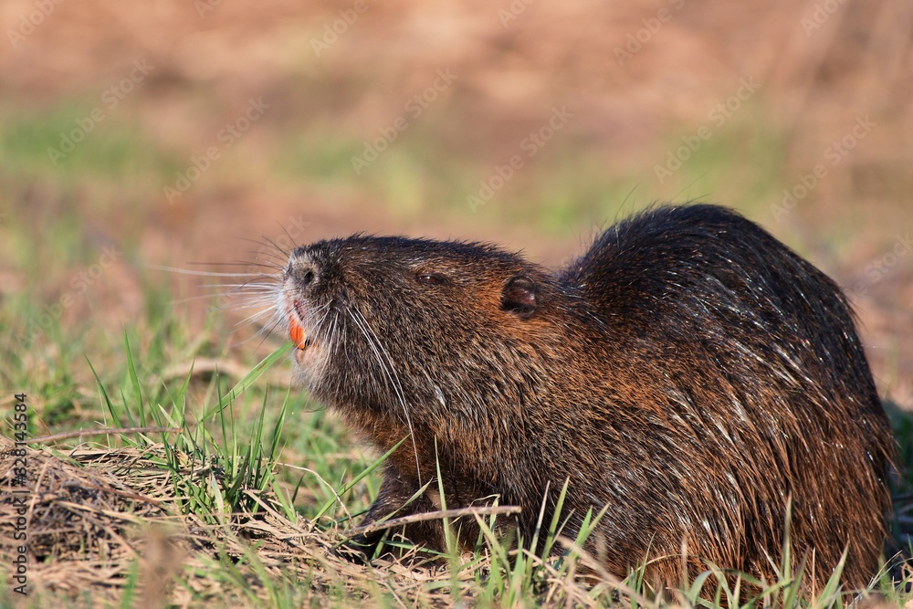 Coypu (Myocastor coypus) in natural environment, Danube wetland, Slovakia, Europe Coypu (Myocastor coypus) in natural environment, Danube wetland, Slovakia, Europe