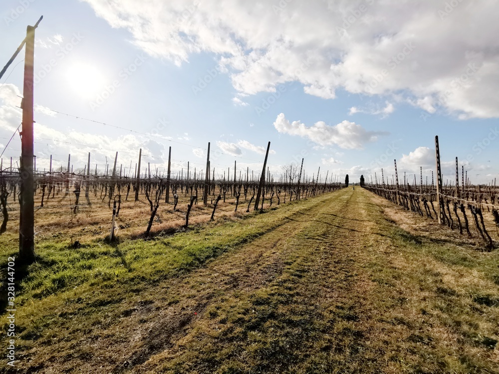 Obraz premium Spring vineyard leaves