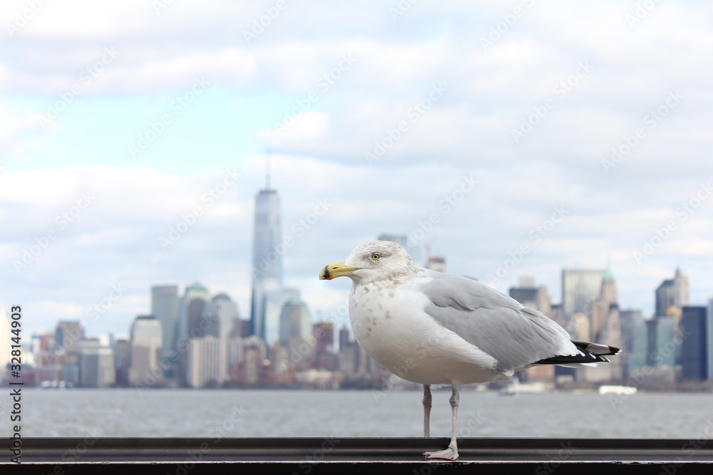 Obraz premium Sea Gull NYC