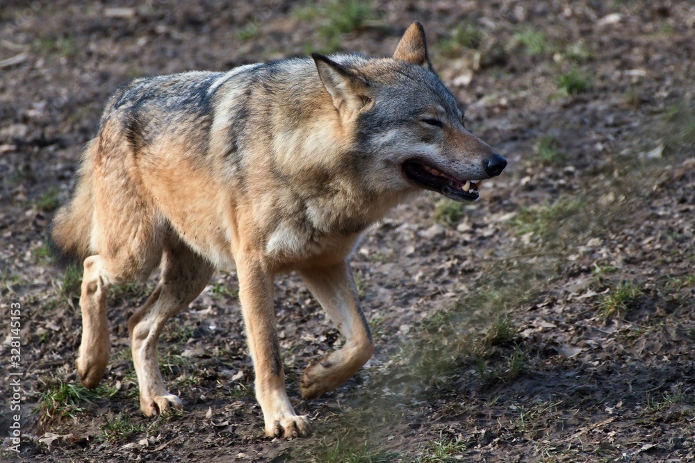 Wolf (Canis lupus) in captive breeding, Austria, Europe