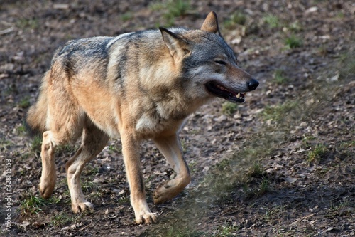 Wolf (Canis lupus) in captive breeding, Austria, Europe © Tom