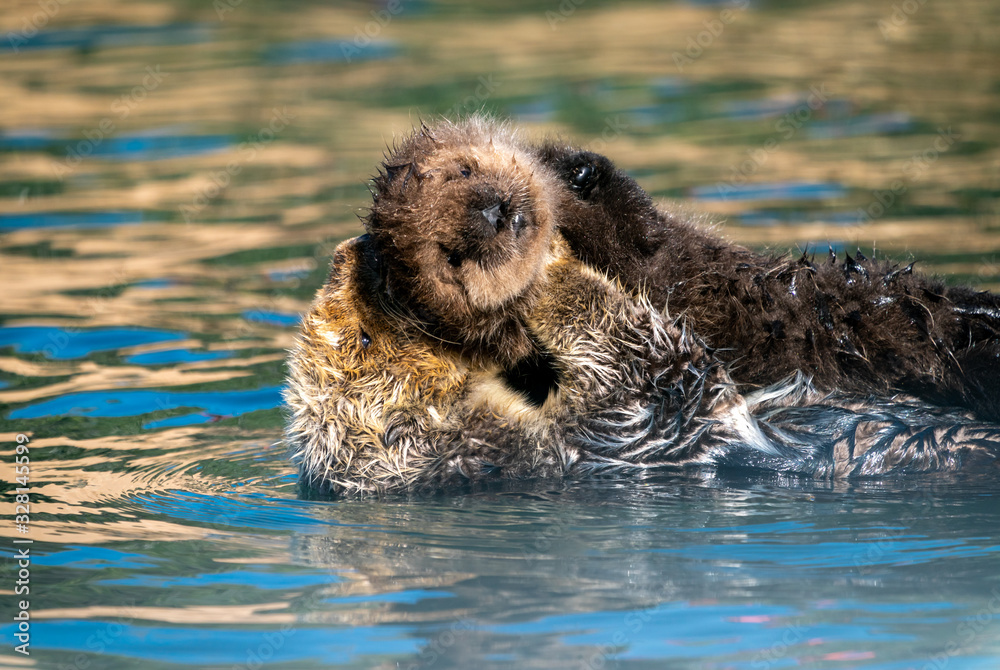 Sea otter mother & baby floating on the water Sea otter mother & baby floating on the water