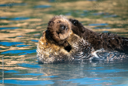 Sea otter mother & baby floating on the water © Simon