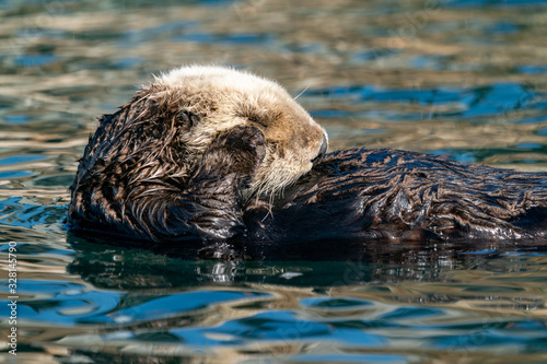 Sea otter meditating in a pensive state