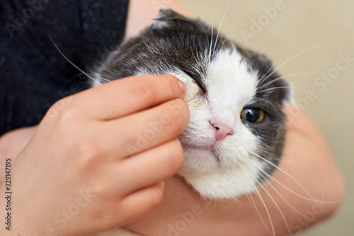 The owner cleans the cat's eyes and nose with a cotton swab.