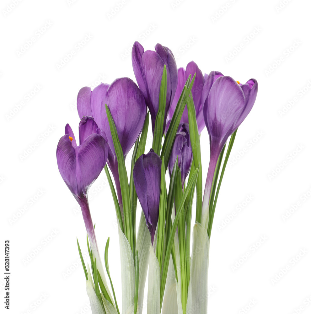 Beautiful purple crocus flowers isolated on white. Spring season