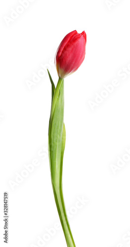 Beautiful tender spring tulip isolated on white