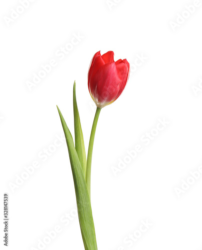 Beautiful tender spring tulip isolated on white