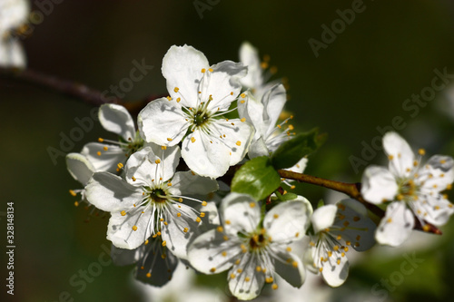The plum branch is covered by a considerable quantity is dazzling white flowers.