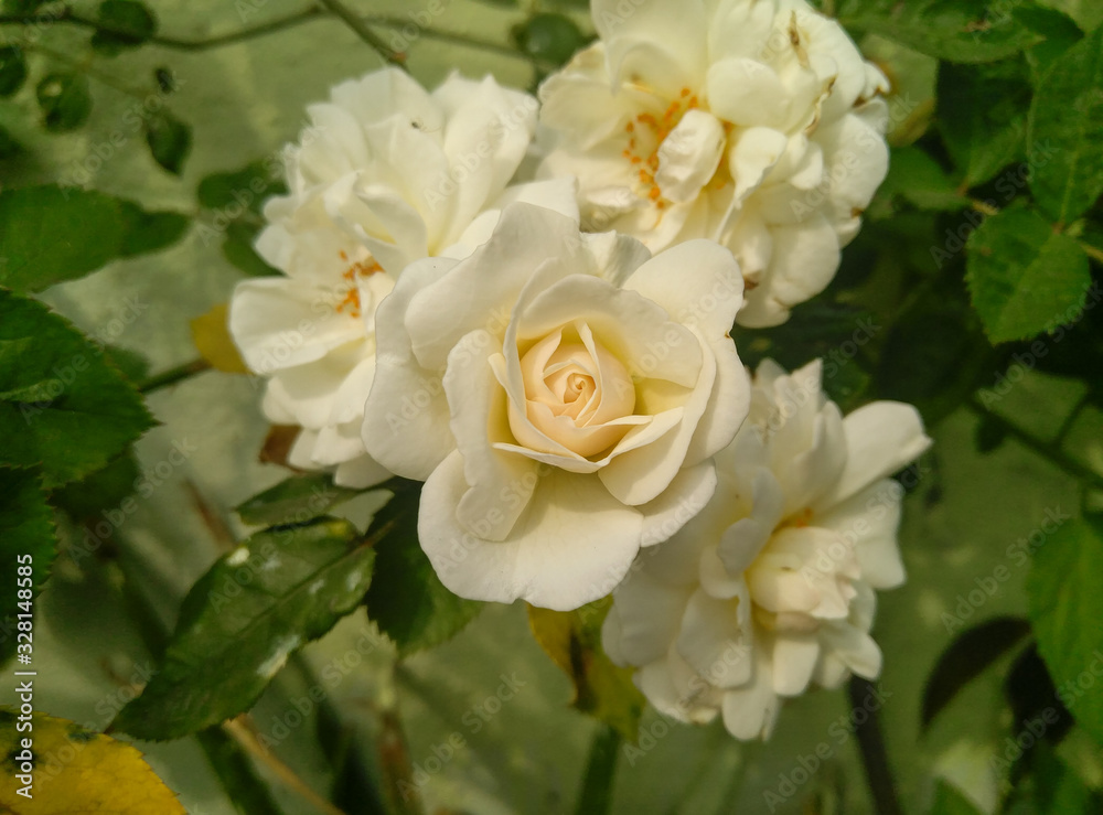 bouquet of white roses bouquet of white roses