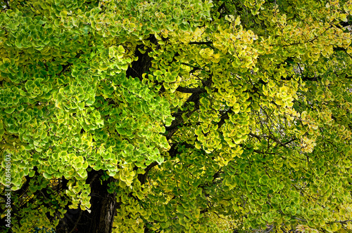 An amazing tree of prehistoric origin, the ginkgo, or maidenhair tree turns a brilliant yellow-gold during the autumn season. © Mark Baldwin