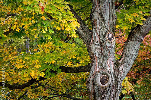 Canopy and trunk detail of a mature maple tree in fall color.