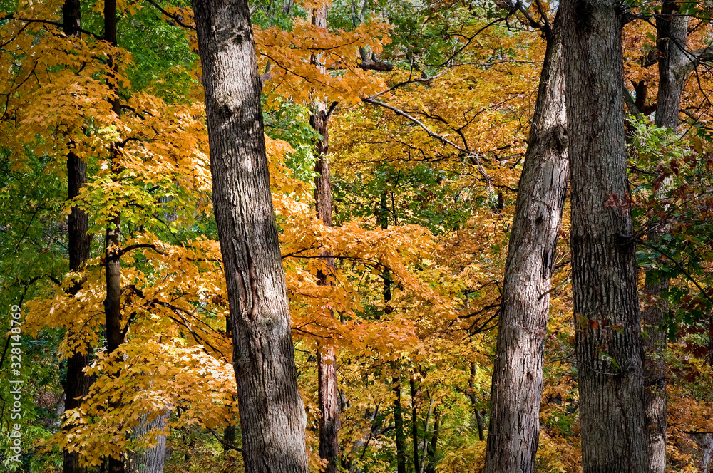 Maple trees show off their golden autumn colors in a Midwest woodland. Maple trees show off their golden autumn colors in a Midwest woodland.